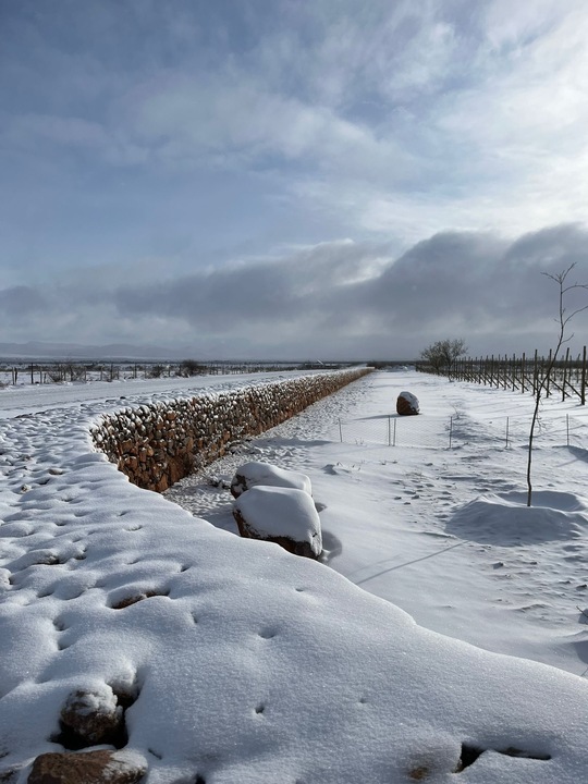 Tres Albas · viñedo